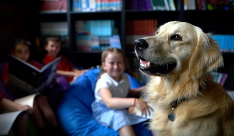 Golden retriever at a reading with dogs session