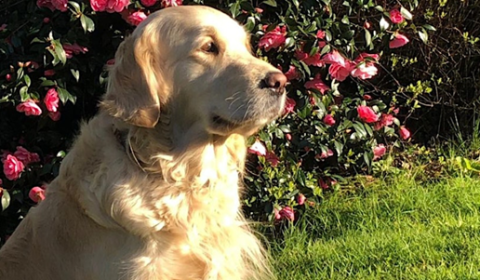 Photograph of a golden retriever sat in the sun in a garden.