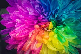 A flower in full bloom coloured in the colours of the rainbow