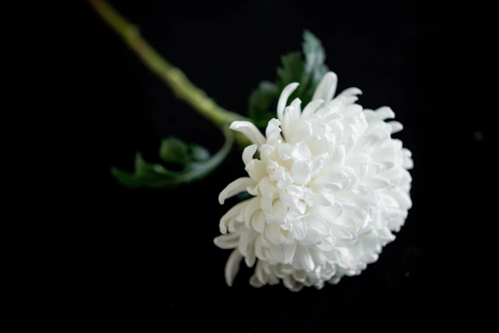 Creative consultation: shape death literacy and palliative care in Exeter