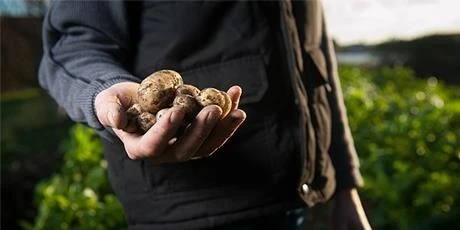 farmer holds potatoes